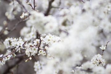 blooming cherry tree