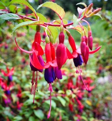 Fuchsia - Cotta christmas tree -