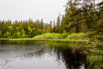 étang de la gruère, la gruère, see, moorsee, moor, weiher, hochmoor, wanderweg, spazierweg, Wald, Waldweg, Wasserpflanzen, torfmoos, jura, Naturschutz, frühling, sommer, schweiz