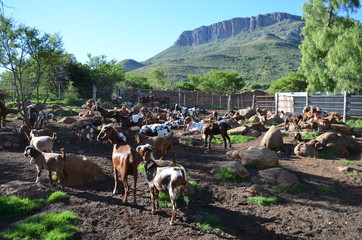 Goats back in camp after a day in the mountains 