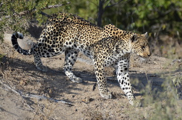 Leopard strolling in the bush 