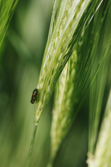 ladybug on grass