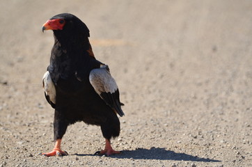 Bateleur sitting in the road while on Safari