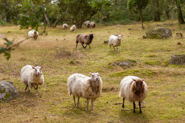 A sheep flock in the nature