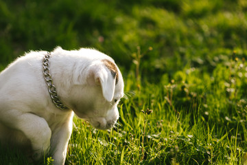 puppy in grass