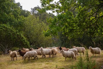 Naklejka na ściany i meble A sheep flock in the nature