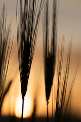 wheat field at sunset
