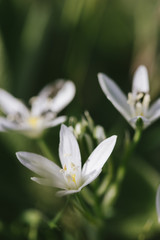 White Flower