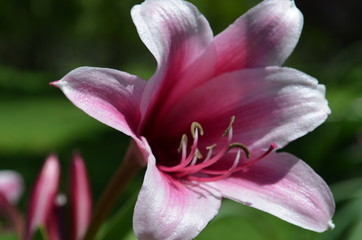 Fototapeta na wymiar Close up of pink flower