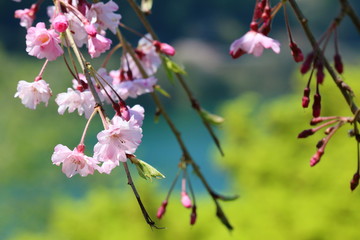湖畔のしだれ桜（高知県　大渡ダム湖畔）