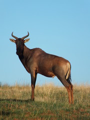 Antelope standing on hillside 