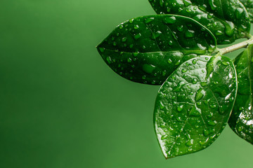 Green leaves with drops of water in close-up