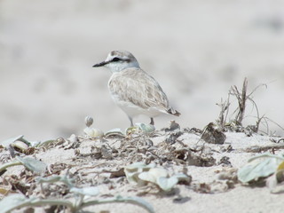 Sanderling standing on a dune overlooking the coastline 