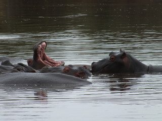 hippopotamus in river yawning 