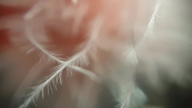 background feather move