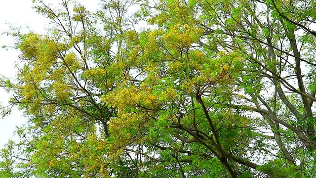 Tooth brush tree, Siamese rough bush, Streblus aspera Lour yellow flower blooming