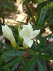 Obraz premium Natural flowers in the garden