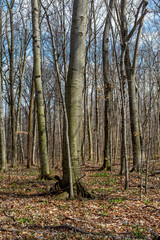 Obraz premium Beautiful Spring Woods