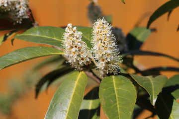 Blüten vom Kirschlorbeer