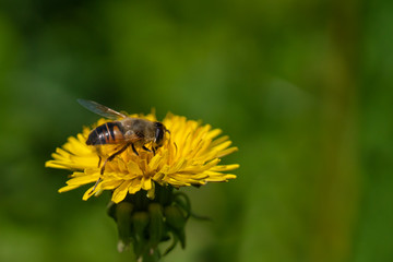 Fototapeta premium An insect hoverflies sits on a yellow dandelion flower and collect nectar. The background is blurry. Close-up.
