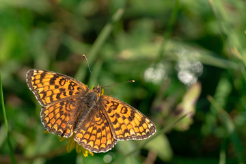 Butterfly Argynnis paphia sits on a yellow flower with its wings down. Blurred background. Close-up. A high resolution.