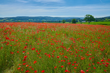 Poppy field summer day Derbyshire uk