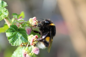 Hummel an einer Johannisbeerenblüte