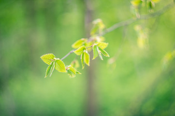 Green leaves on light green background with interesting bokeh
