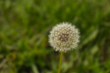 Dandelion seeds blooming in the field in April