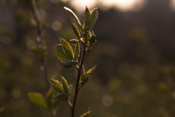 green leaves in the morning sun