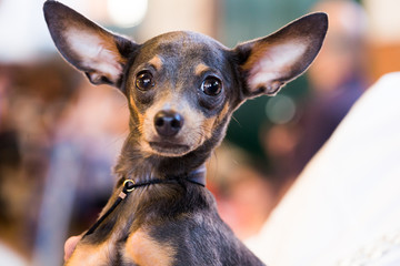 thoroughbred beautiful English Toy Terrier dog