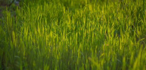 Fresh green grass in the sunset