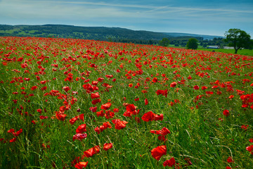 Poppy field summer day Derbyshire uk