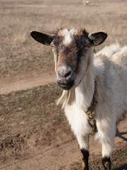 
Portrait of a brown-white goat in a field