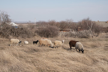 
Flock of sheep and kokh in the field
