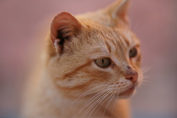 Funny ginger cat closeup portrait with dirty unwashed face