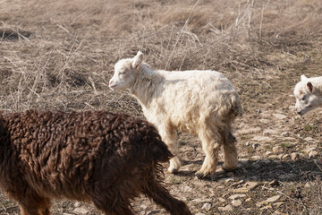 Naklejka premium Little goat walks in the field