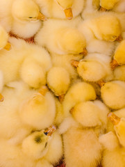 Many yellow small duck-baby at the background in the carton box