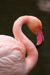 Fototapeta premium pink Flamingo