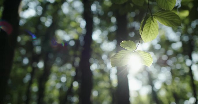 Low angle pan right view of thin tree branch with green leaves against blurred forest scenery with sun shining through foliage in summer day.