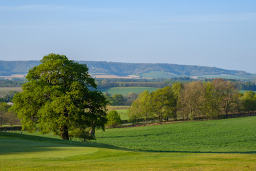 Midhurst, West Sussex, England, United Kingdom, 21st of April 2020. Walk over Cowdray Golf Club in Southdown National Park.