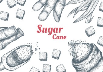 Collection of sugarcane: cane sugar and sugarcane top view frame. Vector hand drawn engraved set illustration.