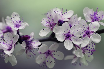 Fototapeta na wymiar Spring Blossom Flowers