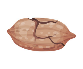 Pecan Nut with Cracked Shell Isolated on White Background Vector Illustration