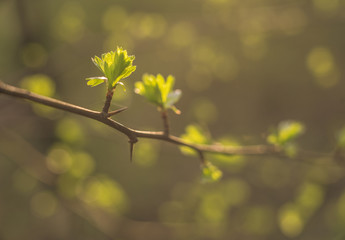 gałąź © Konrad