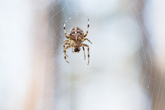 A huge spider hanging on a cobweb in the forest