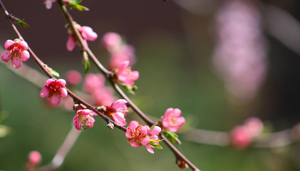 Blooming pink apricot flowers in garden. Nature background with bokeh effect.