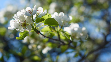 Kwitnące gałązki jabłoni, gruszy w piękny wiosenny dzień 