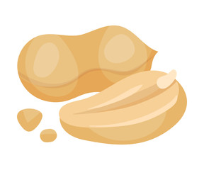 Hulled Peanut Kernel Isolated on White Background Vector Illustration