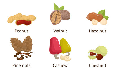 Set of peanut, walnut, hazelnut, pine nuts, cashew, chestnut. Vector illustration in flat cartoon style